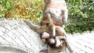 Spoil monkey kidnapper nearly down , mother kayoy attack her baby Kauy.