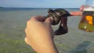 The Wild Side of Cozumel 's Best Hidden Beach