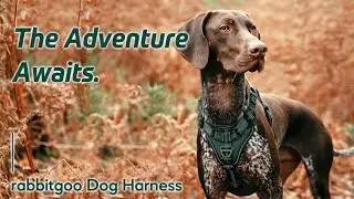 3 Easy Steps to Put on A Soft Padded Dog Harness