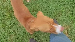 From Scared to Social: A Foster Dog&rsquo;s Journey of Trust and Play #dog #dogs
