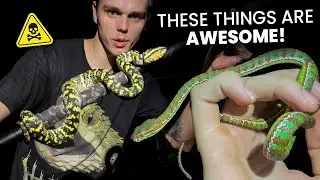 Colorful pit vipers in Phuket! Pt. 1