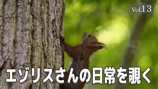 【エゾリスさんの日常を覗く】 Vol.13　#エゾリス #北海道 #野生動物 #癒し