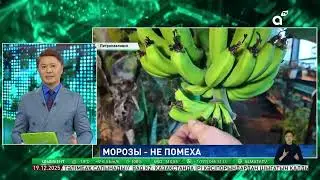 Тропики среди снегов: в ботаническом саду Петропавловска поспевает экзотический урожай