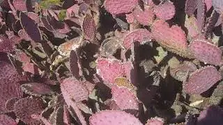 Purple Cactus - Not Too Shabby!