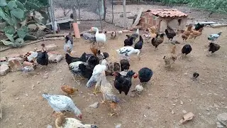 🥲AS GALINHAS CHOCAS QUEBRARAM OVOS - OVOSCOPIA | SÍTIO COM JAVEH