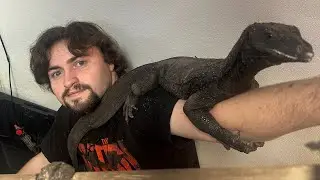 Feeding My Asian Water Monitor 