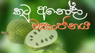 Soursop Curry | කටු අනෝදා ව්&zwj;යාංජනය | Disamma