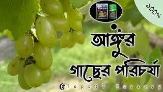 আঙ্গুর গাছের পরিচর্যা। Grapevine plant care। Tapati Nursery
