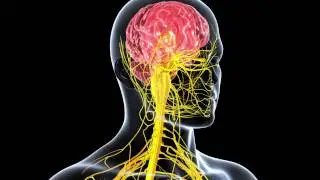 Boosting brain power: DARPA-funded research to study nerve stimulation