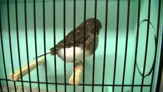 Jonge vogels kweek 2013