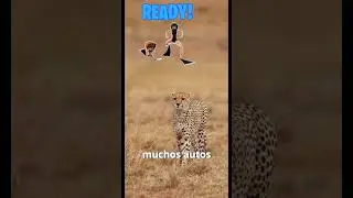 🐆 El Guepardo: El Animal M&aacute;s R&aacute;pido del Mundo (Velocidad Extrema) #sabiasque