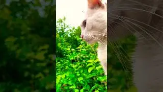 Cute cat serene video #peace #nature #cute #cat