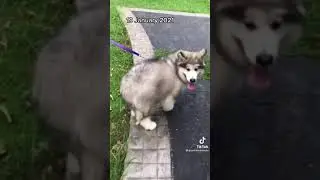 Alaskan Malamute Growth 6 WEEKS!! 😱 #shorts