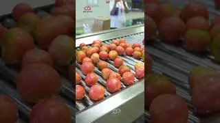 Tomato Sauce Processing Line #machine