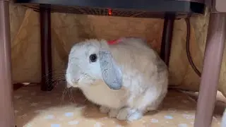 うさぎさんが寒そうなのでこたつの電源入れてみたけど、どうなった？【ホーランドロップイヤー】