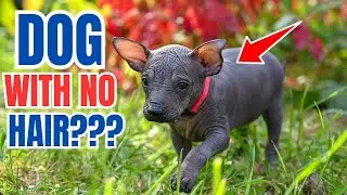 All you need to know about Mexican Hairless Dog Breed