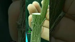 Citrus grafting techniques #fruits #plants #graft #orange #lemon