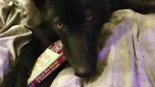 How to Win Friends and Eat Them by Lorne the Wolf