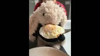Sunny-up-egg-day! #cute #food #jellycat