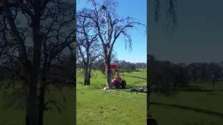 Using tractor to push oak tree over with a stuck chainsaw