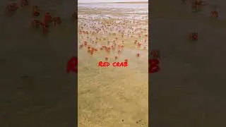 THOUSANDS OF RED CRAB AT DUBLAGADI SEA BEACH#balasore#odisha