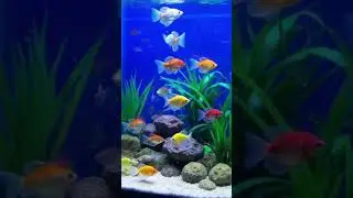 Fish 🐠 #aquarium #shorts #fishing