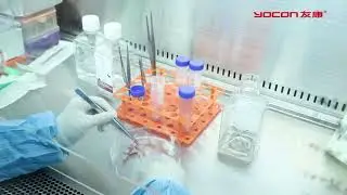 Yocon umbilical cord mesenchymal stem cells primary cell isolation process