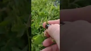 Ballochory 🎉 Ballistic Seed Dispersal (Wood Sorrel)  #nature #asmr