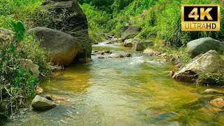 Forest Stream Sounds – Relaxing Nature Ambience for Deep Sleep, Meditation, and Stress Relief