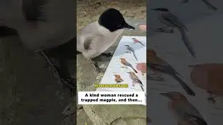A kind woman rescued atrapped magpie, and then...#lovestory #animals #wildliferescue #birds #love