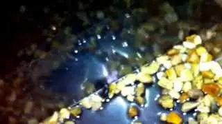 Narrow Mouth Toads