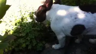 Dog eating plants