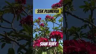 💰$5,000 Plumeria Tree‼️- 19 Years Old #plumeria #plumeriaflower #siamruby