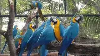 Earth-An Amazing Planet/Nature/Macaw Parrot/Beautiful Macaw