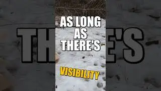 Should You Scoop Dog Poop When It Snows?