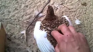 willow grouse[1].mp4