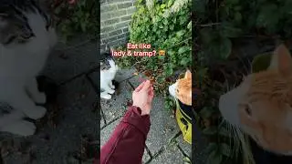 Bicycle Cat Adventures Part 4 - Lady & The Trash #funnycat #talkingcats