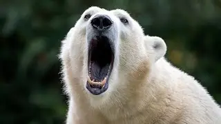 The Bizarre Anatomy Of: Polar Bears | Inside Nature's Giants