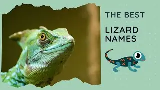 55 Best Lizard Names 🦎 (Female, Male, Unisex, Famous, Mythical)