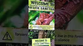 Seeing Tarsier in Bohol, Philippines with relaxing sound - Jay Sounds