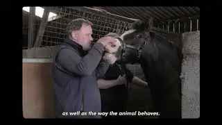 Preclinical Studies at London College of Animal Osteopathy