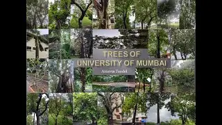Trees of the University of Mumbai