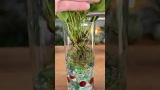 I Thought Water Would Be Easier&hellip; This Tiny Plant Disagreed