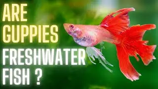 Guppy Fish Care - Are Guppies Freshwater Fish ? Complete & Easy Answer