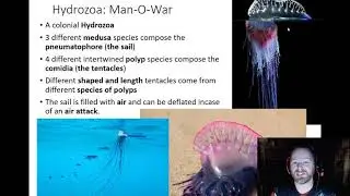 Cnidaria - Class Hydrozoa
