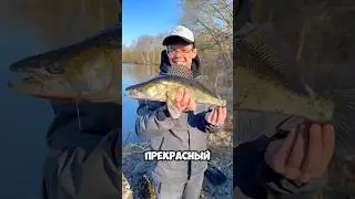 Мандула всегда работает #рыбалка #спиннинг #мандула #судак
