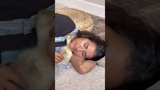Harriet the Goose: CHILDHOOD PART 3 gets more cozy #geese #goose #goslings