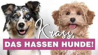 Schon gewusst? Diese 6 Dinge hassen Hunde! 😱