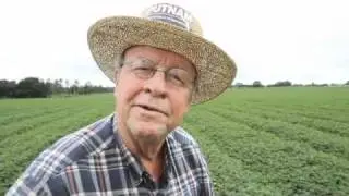Florida Peanut Crop