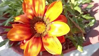 Gazania flower/ treasure flower/ African daisy 